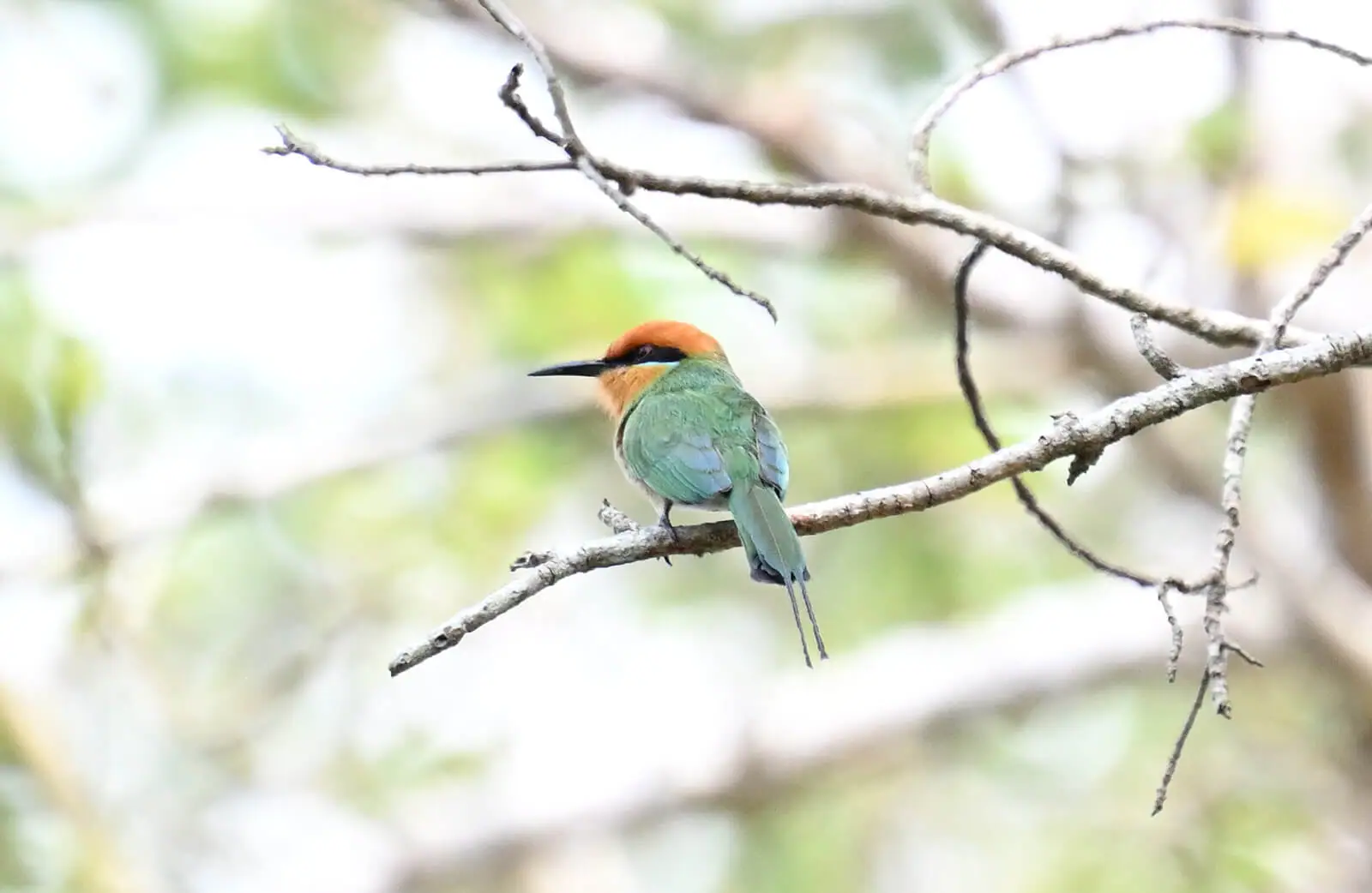 Southern Tanzania Birding And Wildlife Safari Tour