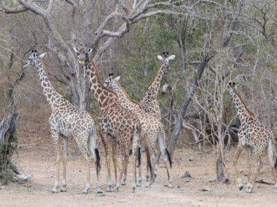 DSC_9693 Southern Tanzania Birding Tour