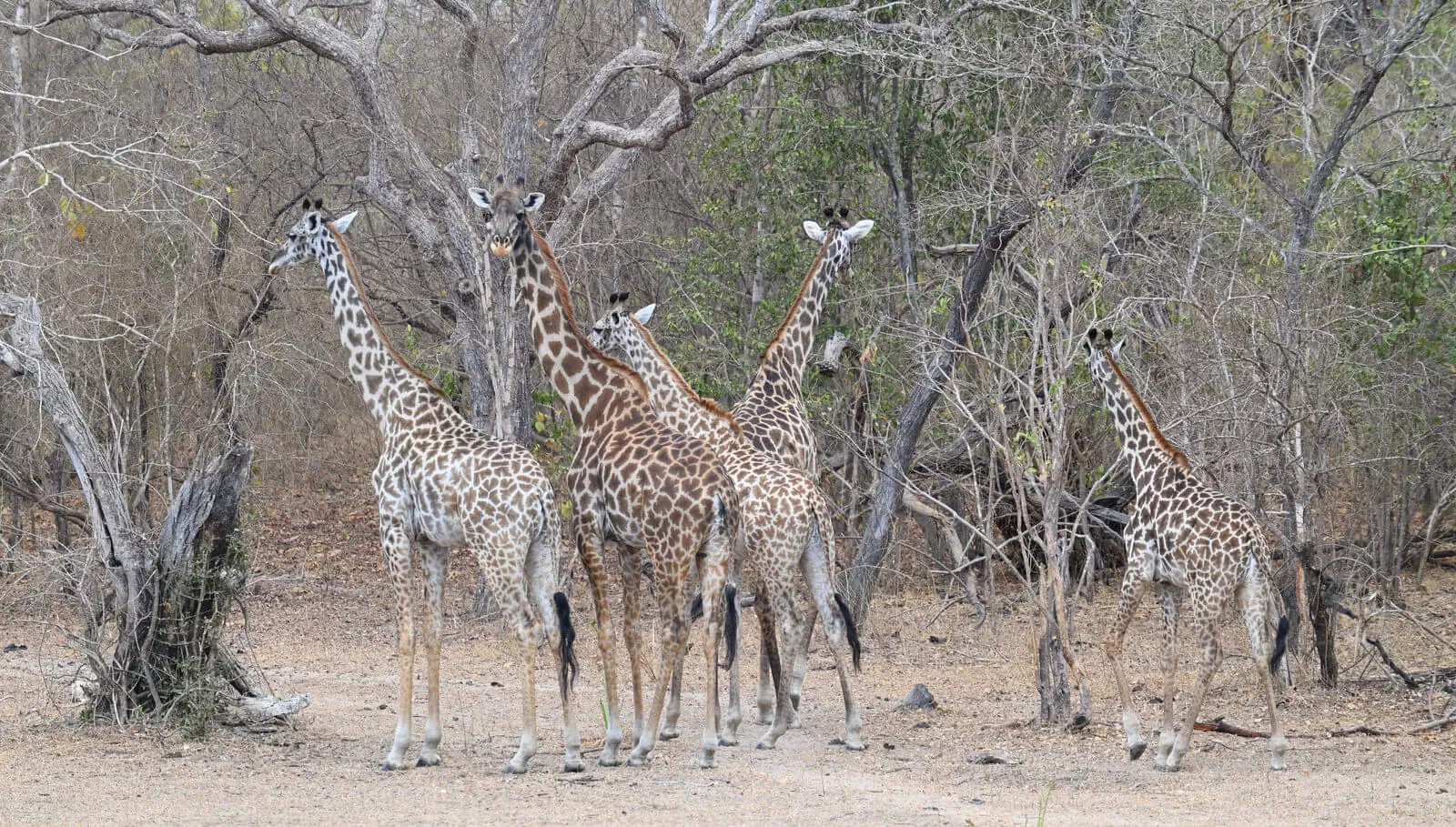 Southern Tanzania Birding And Wildlife Safari Tour