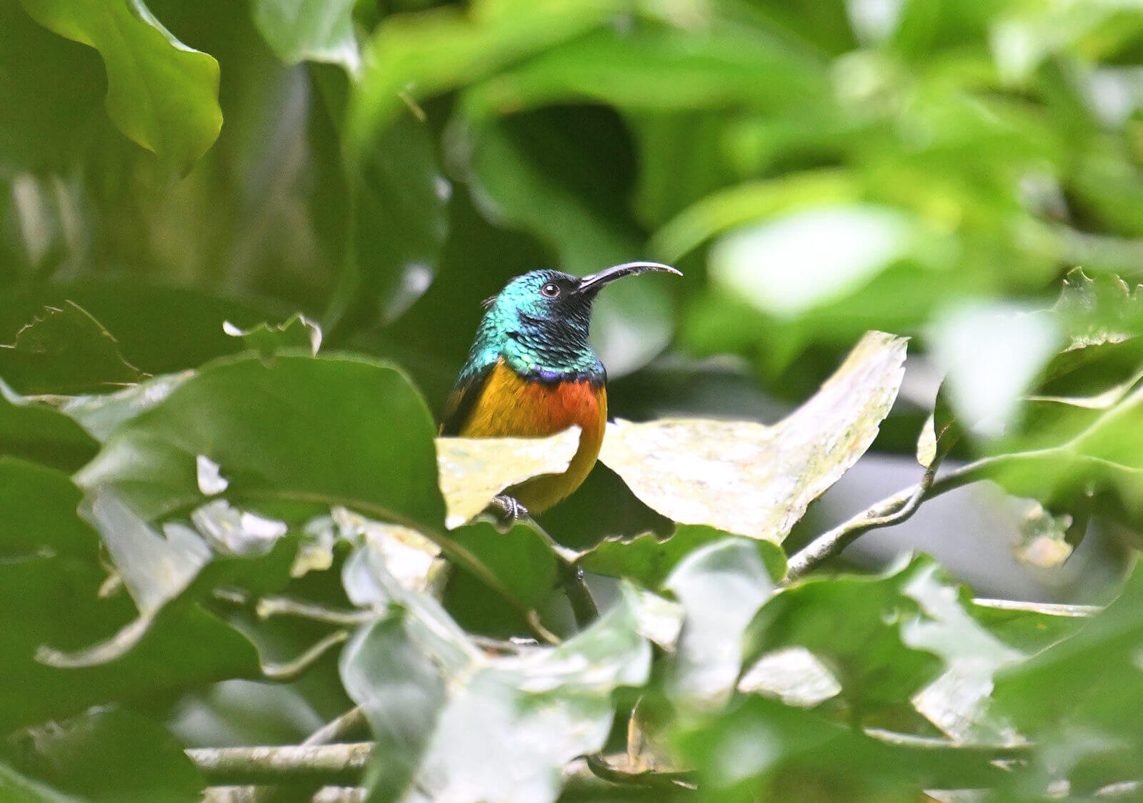 Southern Tanzania Birding And Wildlife Safari Tour