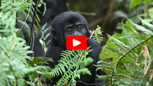 Gorilla Trekking Tours in Uganda and Rwanda