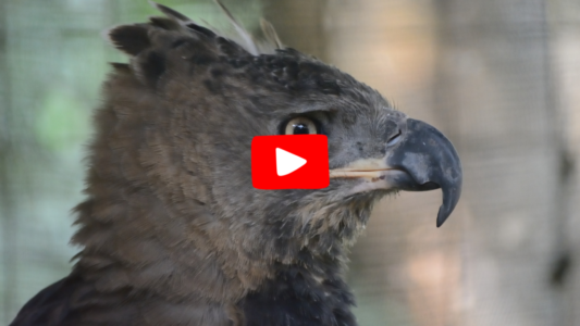 African Crowned Eagles