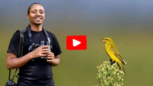 Kenya Virtual Birding Tours
